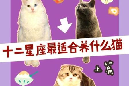十二星座什么地方适合养猫