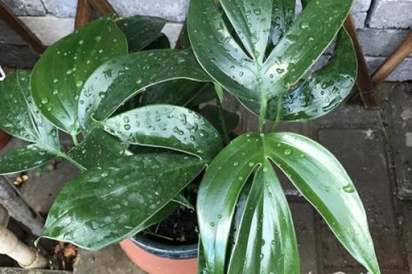 竹芋风水改善家庭空间气氛