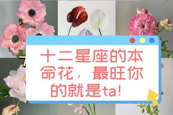 十二星座的专属花都有哪些呢