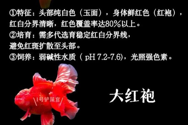 金鱼怎么养？养金鱼需要注意的风水