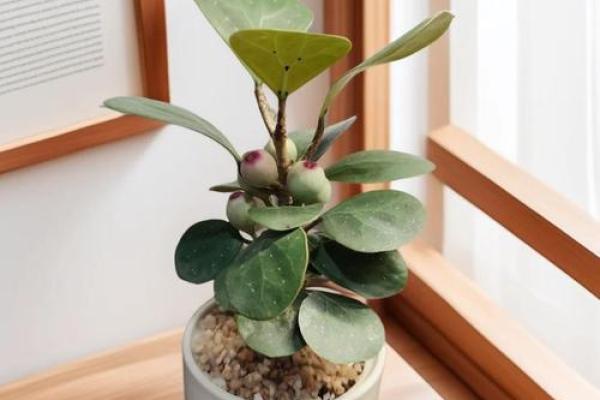 菩提树与家的风水