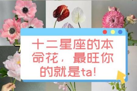 十二星座的专属花都有哪些呢