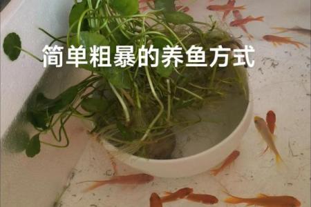金鱼怎么养？养金鱼需要注意的风水