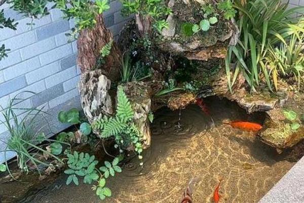 家庭鱼池风水 家庭鱼池风水摆放
