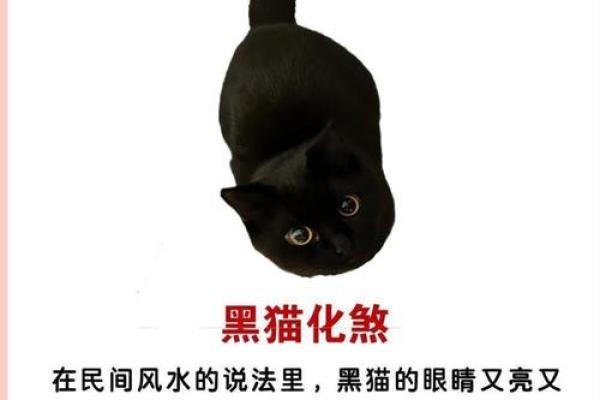 风水上哪几个生肖的人不能养猫禁忌