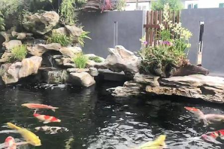家庭鱼池风水 家庭鱼池风水摆放