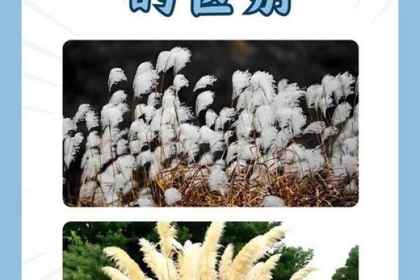 芦苇风水讲解