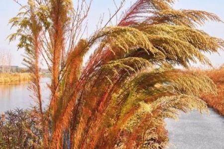 芦苇风水讲解