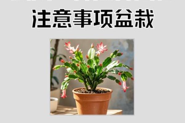 蟹爪兰风水寓意