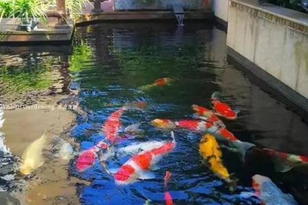 房子脚下建鱼池风水