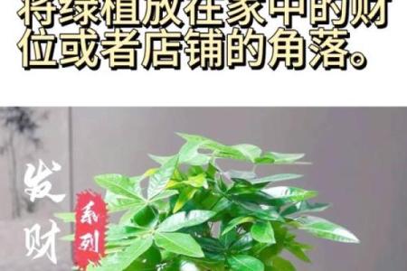 提升婚姻爱情运势的物品和风水