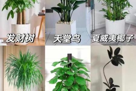 旺运风水局，如何使用植物布局