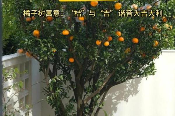 院子的风水_风水庭院种什么花好