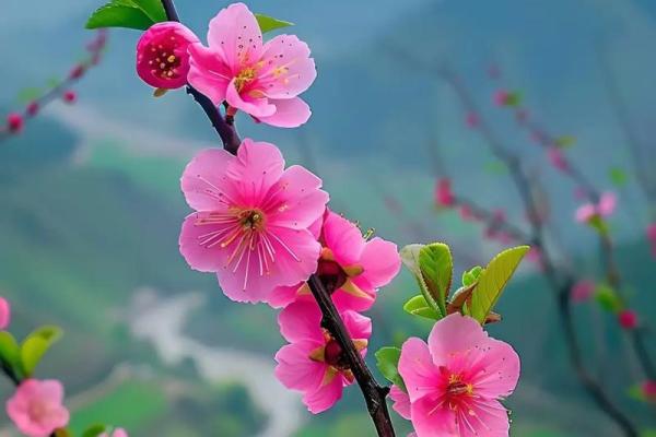 这几类家居风水，容易招野桃花