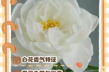 算命说的白花