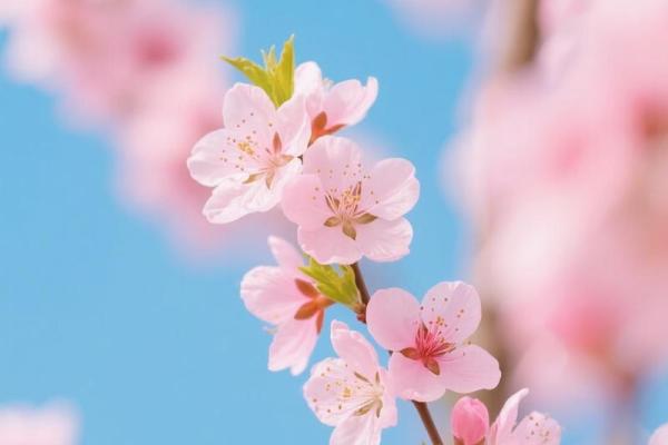 桃花风水_古人想告诉我们什么道理