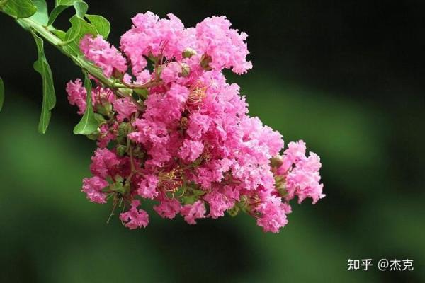 民间看花树算命是违法吗