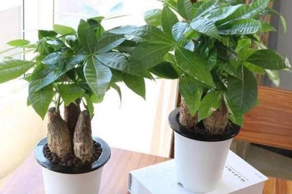 厨房招财风水也很重要 放这几种花能够招财改运