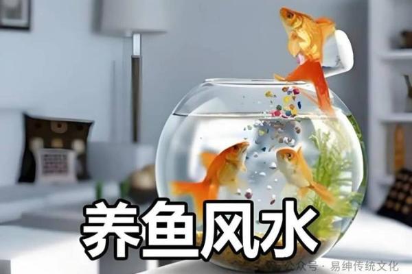 家庭中养鱼，要注意的风水详解