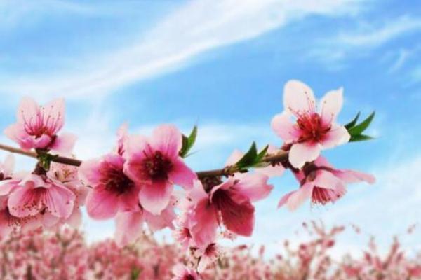 让你早日摘得桃花归的婚恋风水