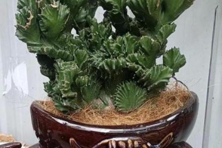 厨房招财风水也很重要 放这几种花能够招财改运