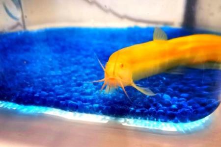 养泥鳅风水攻略