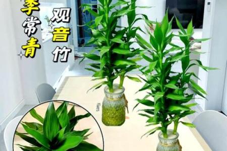 观音竹摆放禁忌是什么 观音竹摆放有哪些禁忌