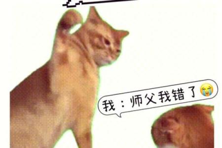 紫薇斗数文案搞笑