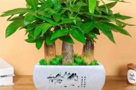 必须知道的风水植物优点有哪些？