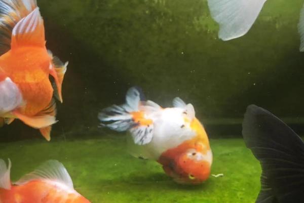 三的风水_鱼盆养几条鱼好