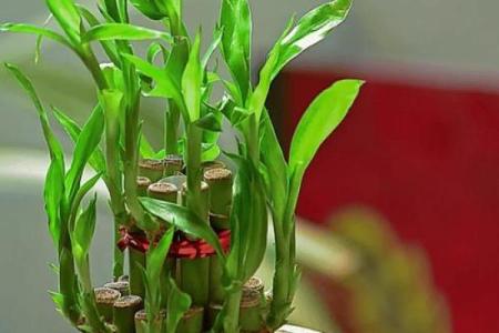 可以增旺宅运的家居风水装饰物有哪些？摆放有什么讲究！