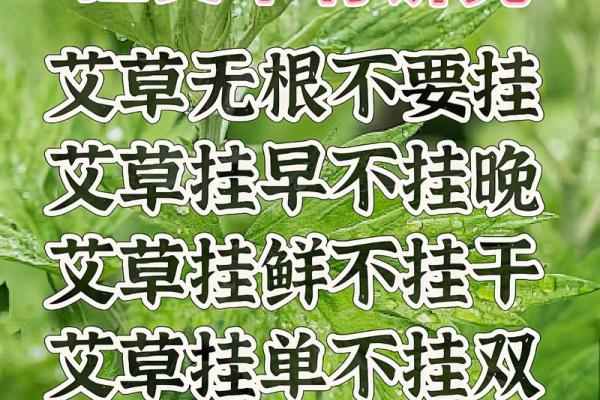 为什么艾草不能送人有什么风水说法