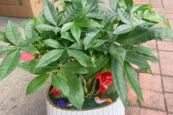 办公室风水绿植选择有哪些可以带来财运