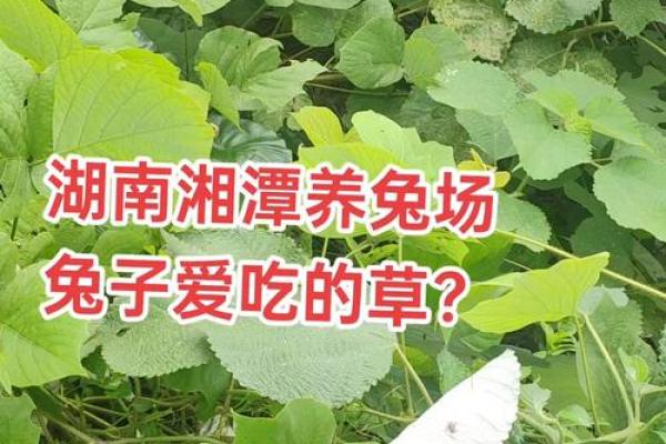 算命兔子在吃草,兔吃草是什么命