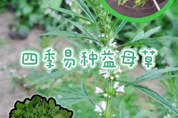 菜籽的风水作用