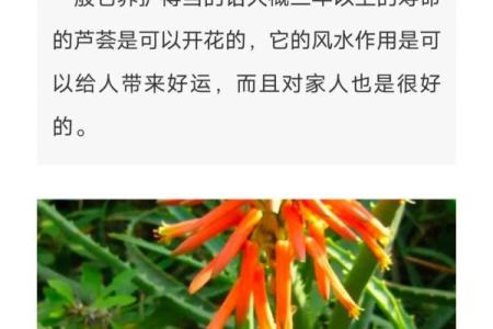 芦荟的风水作用
