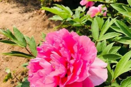 风水什么花能带来好运气吸引财富