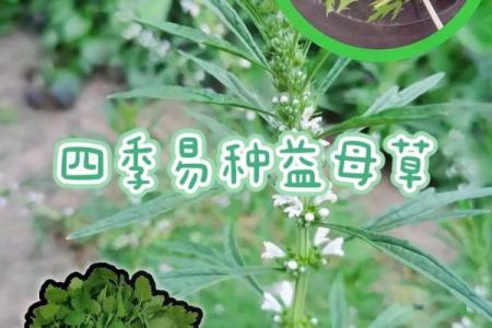 菜籽的风水作用