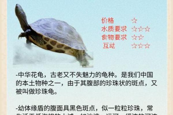 乌龟一般养几只吉利养龟风水养单数还是双数好