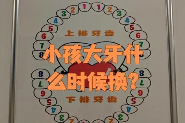 牙齿数量算命，牙齿算命图解