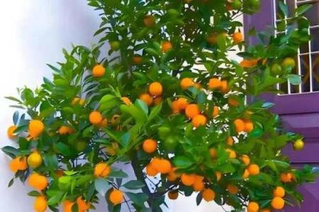 风水什么花招财又旺宅好养吉祥植物