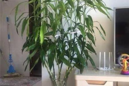 风水上富贵竹养多少颗比较旺财