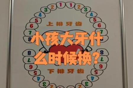 牙齿数量算命，牙齿算命图解