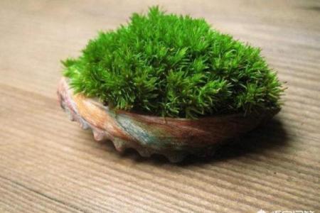 让家庭和谐青苔的风水