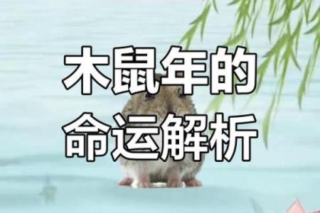 属鼠八字